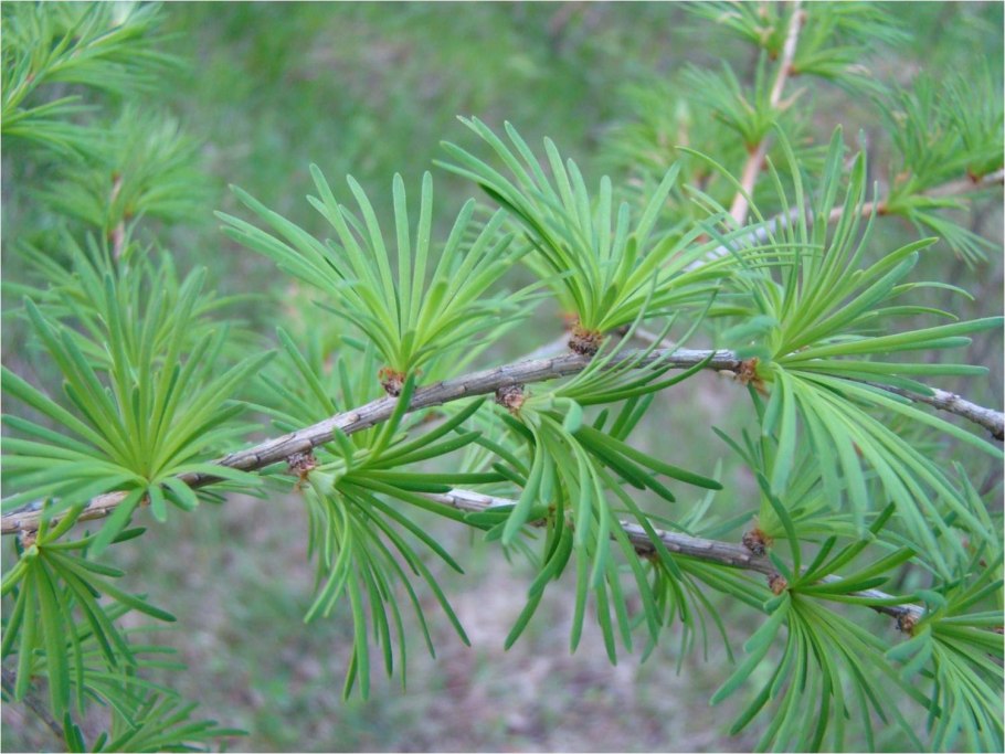 Лиственница Гмелина Даурская