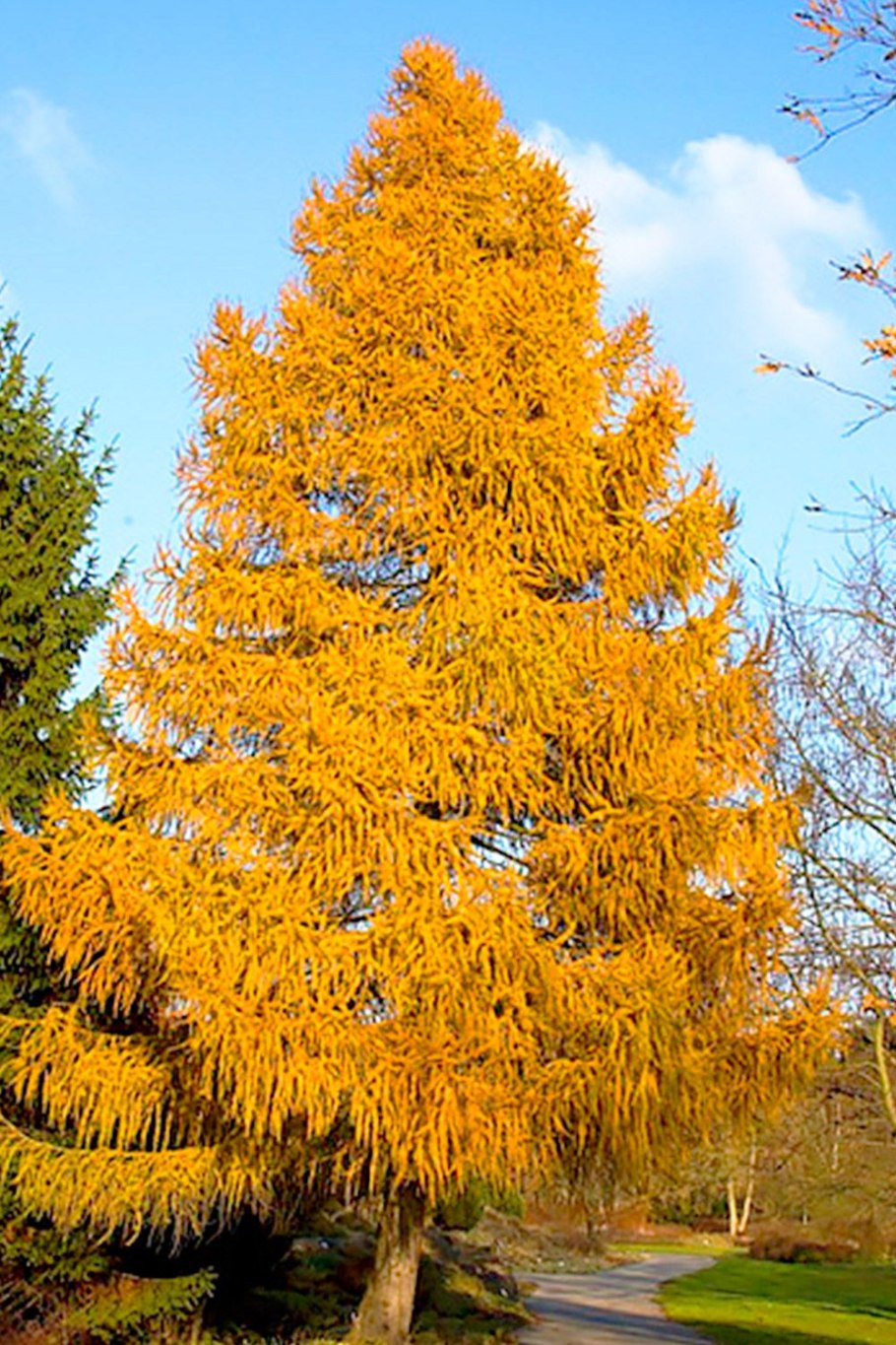 Лиственница Камчатская