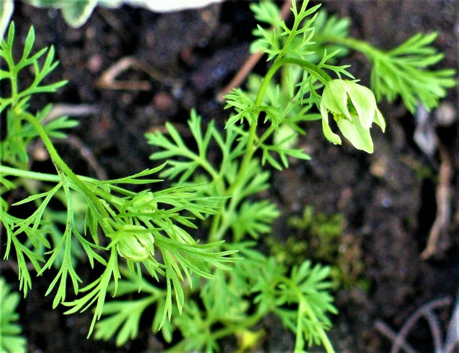 Кориандр посевной – Coriandrum sativum l.