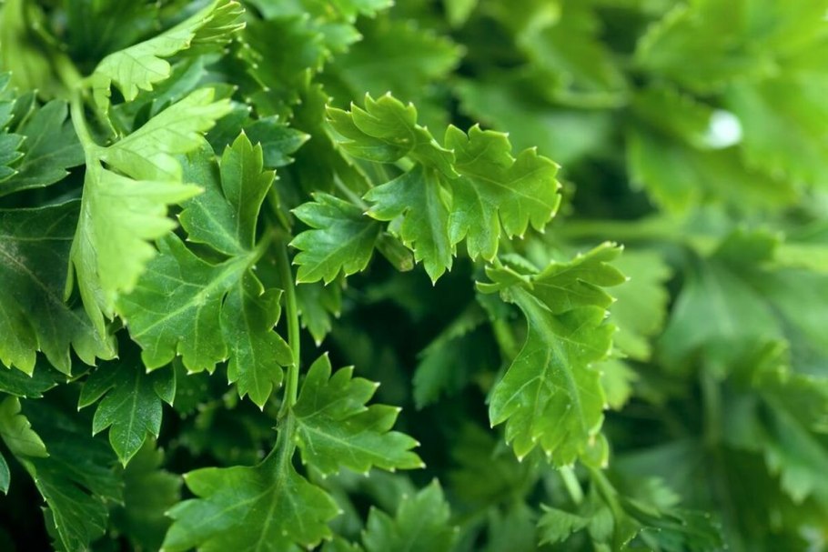 Петрушка (Petroselinum sativum)