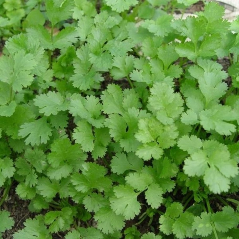Кориандр посевной (Coriandrum sativum)