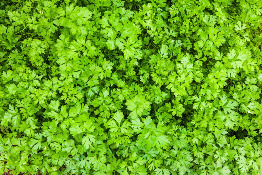Петрушка parsley