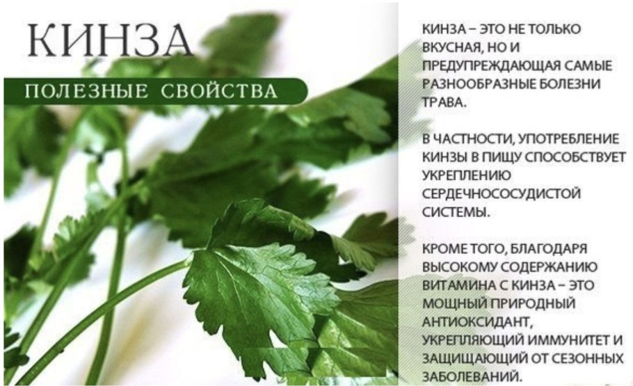 Листья кинзы и петрушки