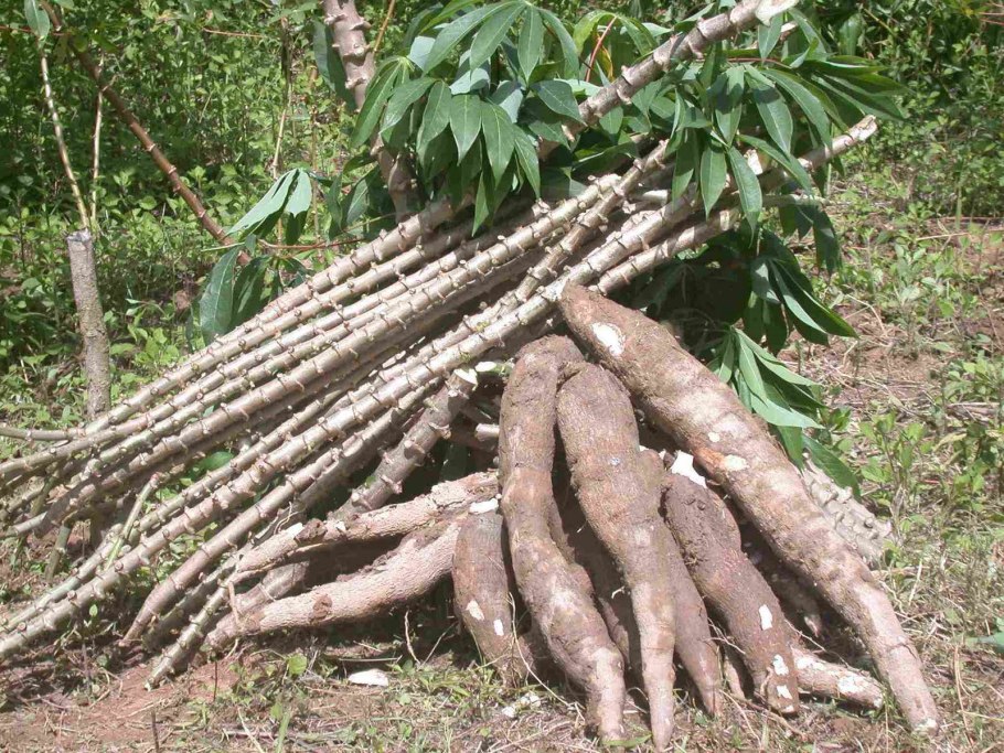 Маниока тапиока