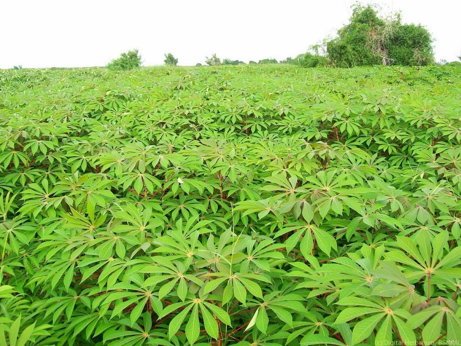 Маниока тапиока