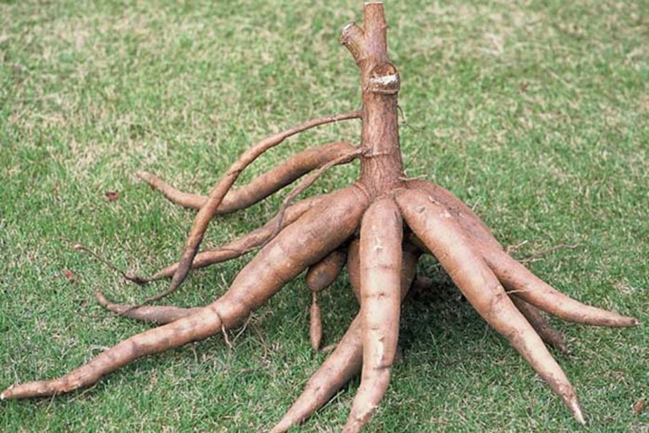 Кассава (тапиока