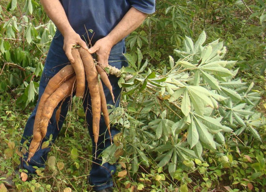 Кассава маниок