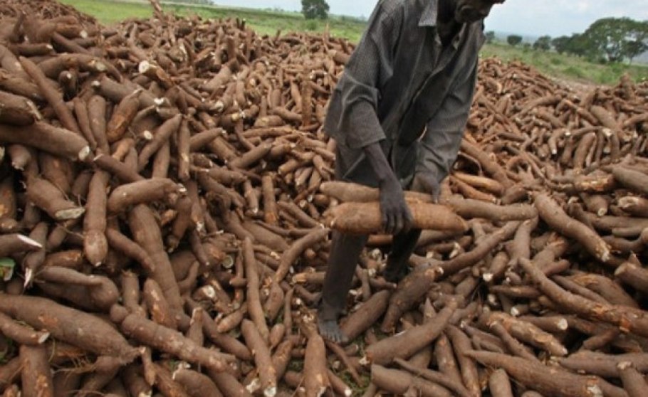 Юкка маниока