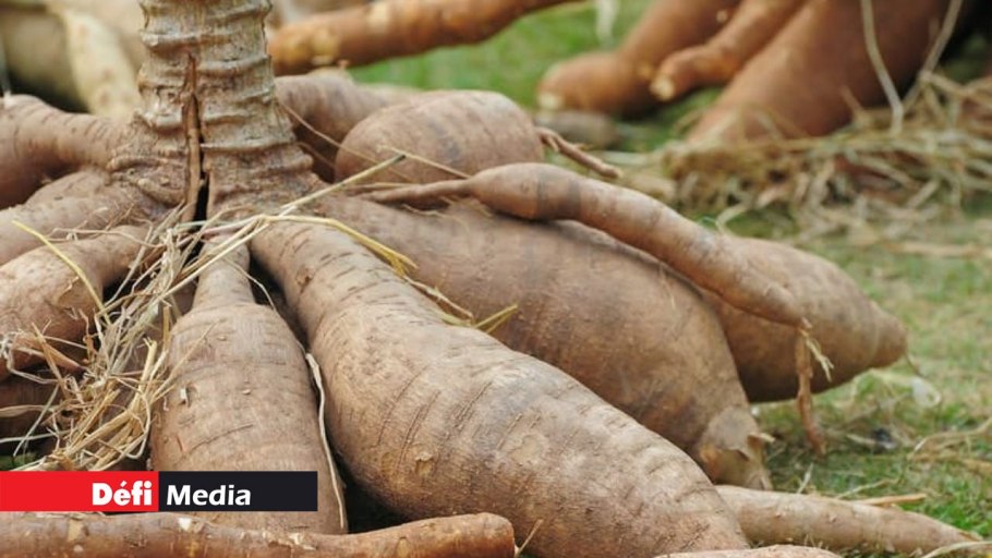 Кассава овощ