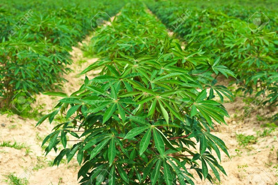 Корни маниока