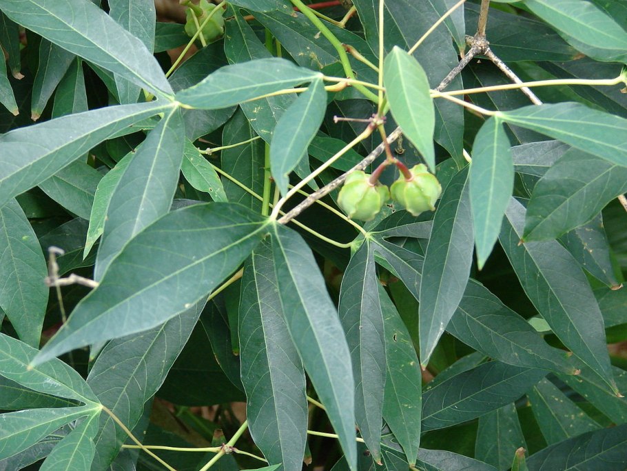 Манихот эскулента