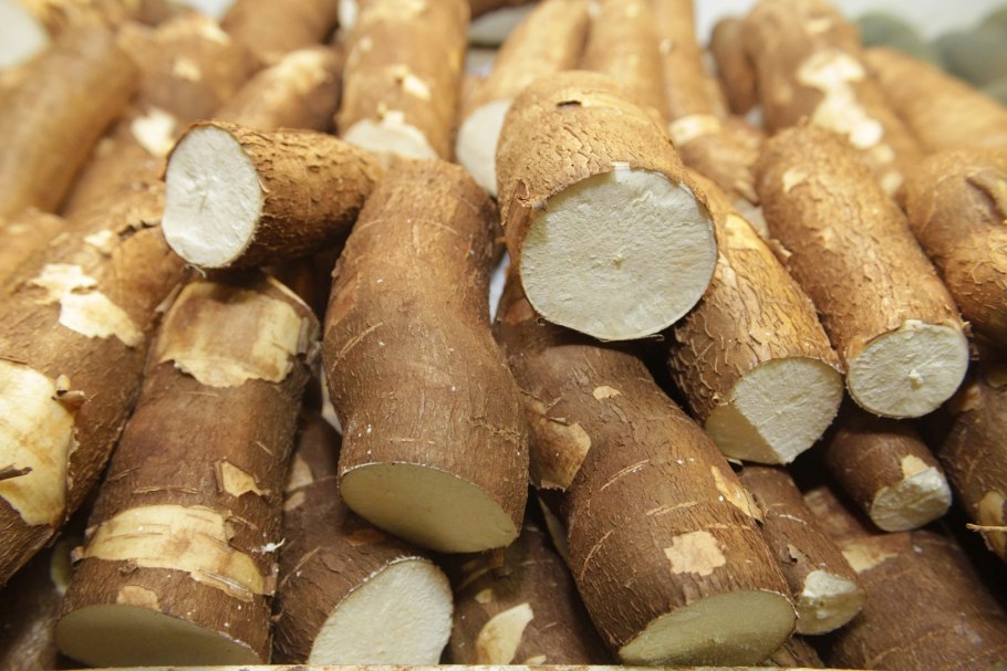 Маниок Manihot carthagenensis,