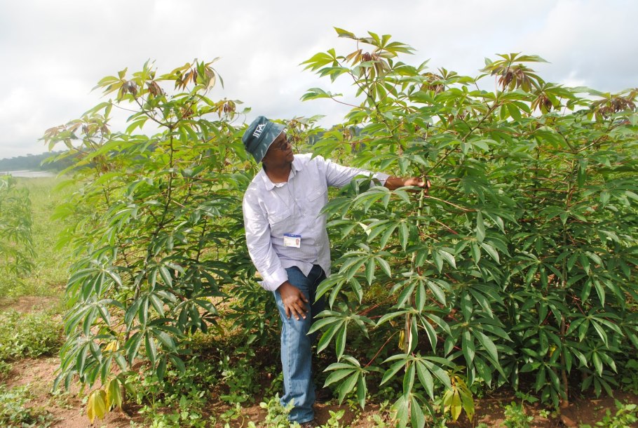 Кассава маниок