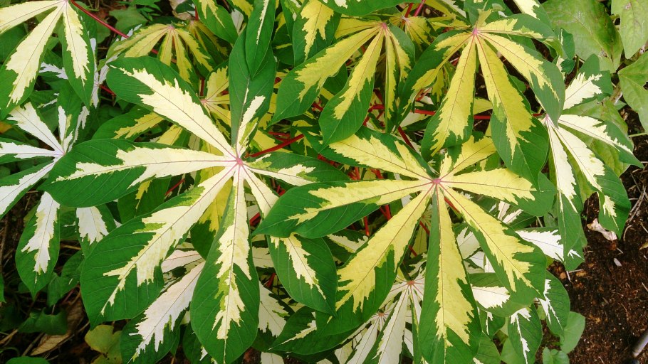 Популярные овощи Африка