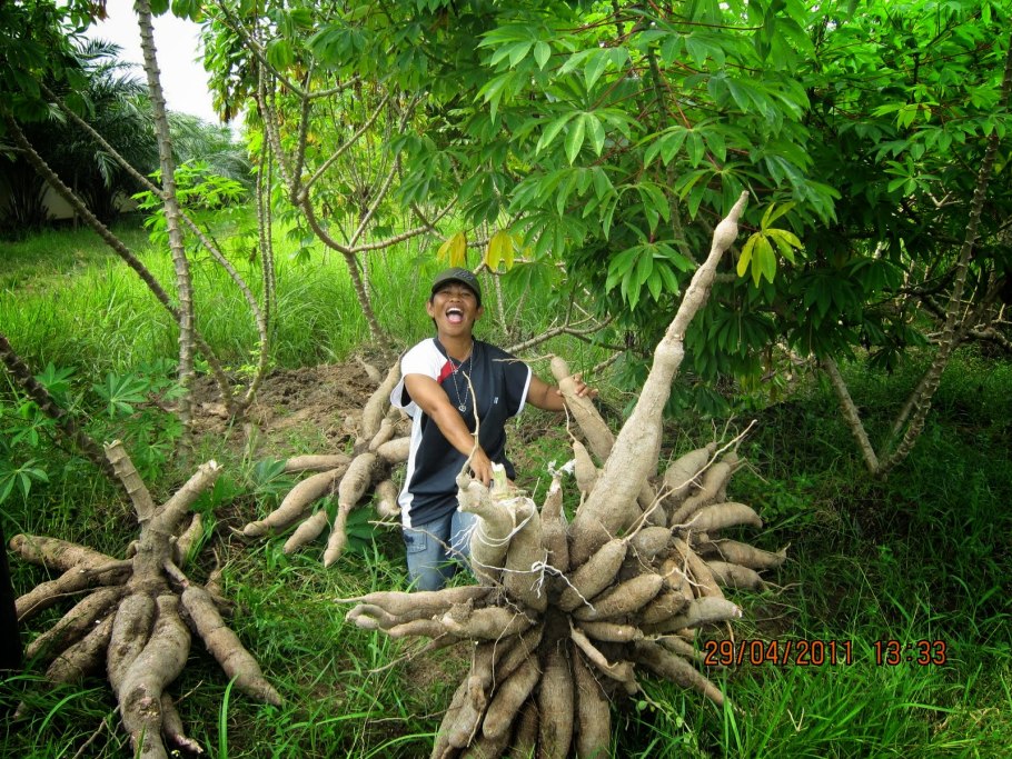 Юкка маниока