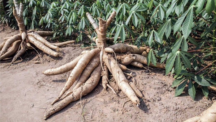 Кассава маниок