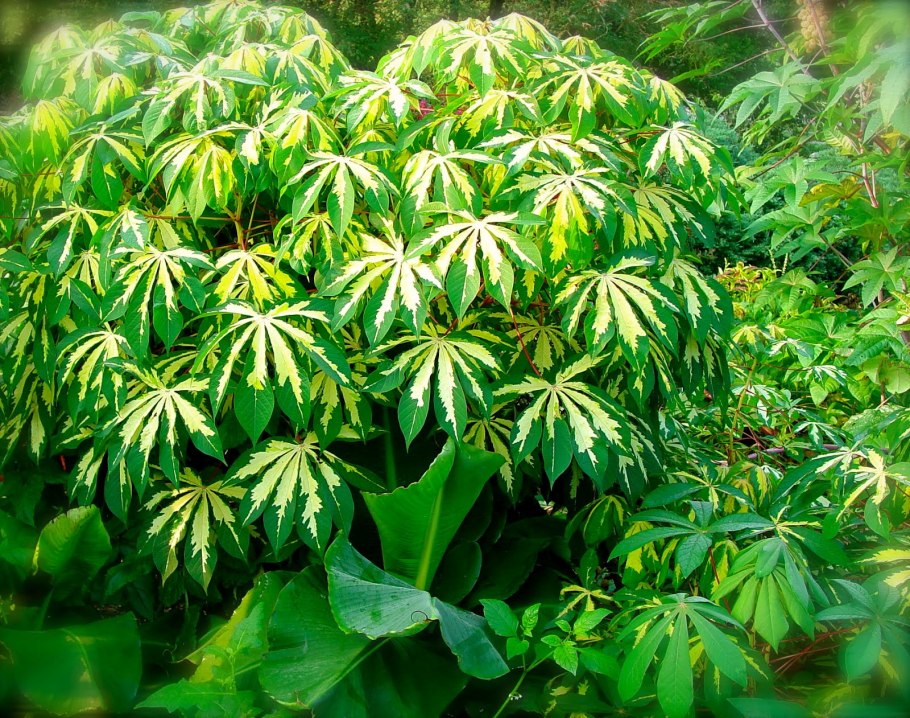 Кассава растение