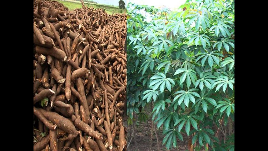 Маниок Manihot carthagenensis,