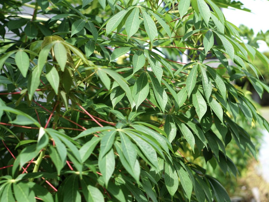 Лист цветка