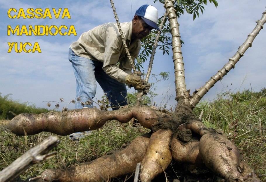 Клубни маниока в Бразилии