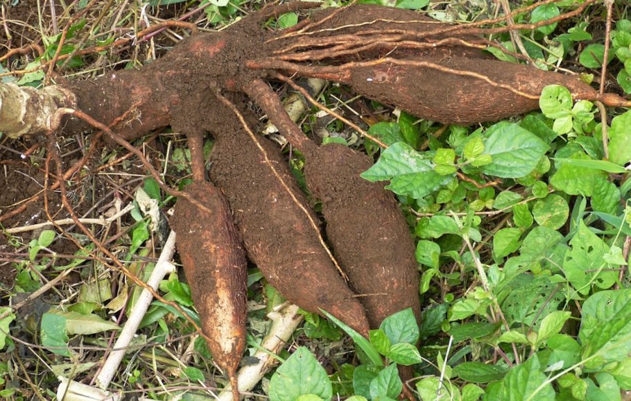 Маниок корнеплод