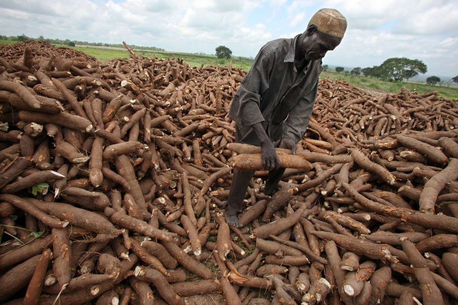 Кассава маниок