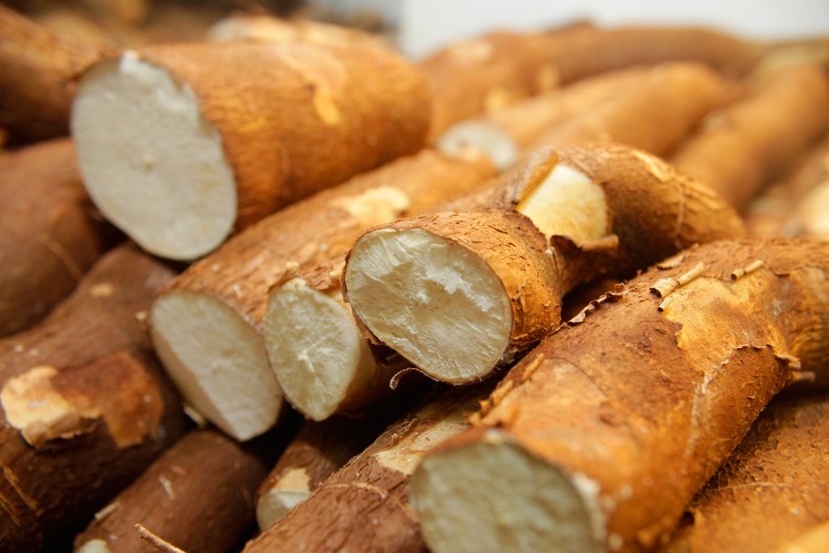 Юка маниока