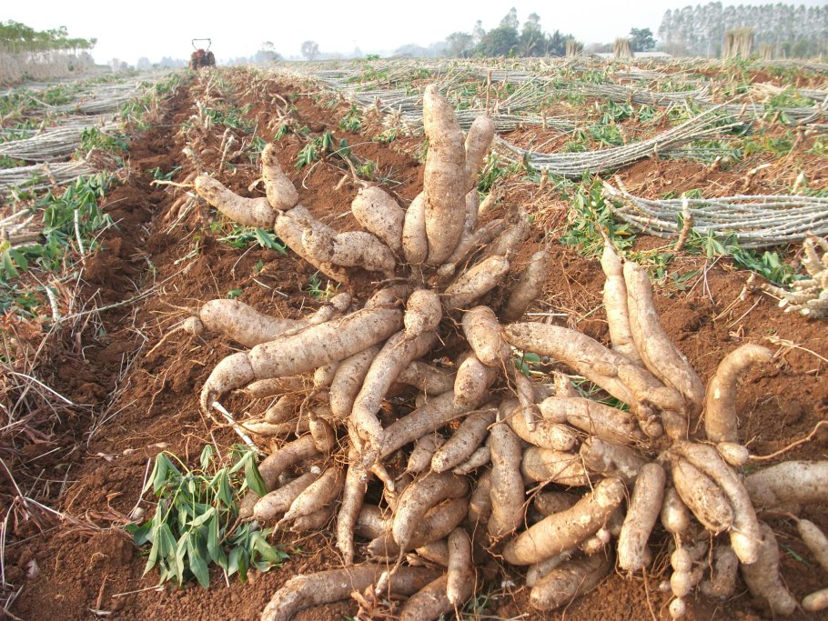 Мука тапиоки