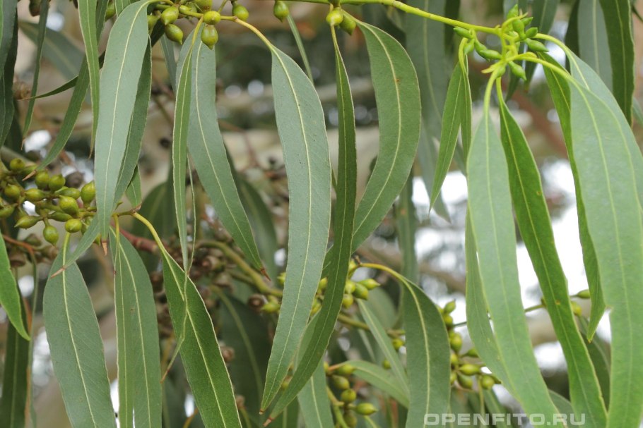 Эвкалипт прутовидный