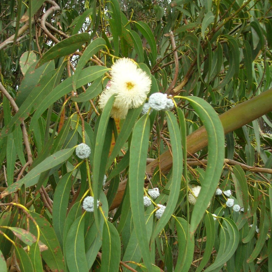 Эвкалипт иволистный