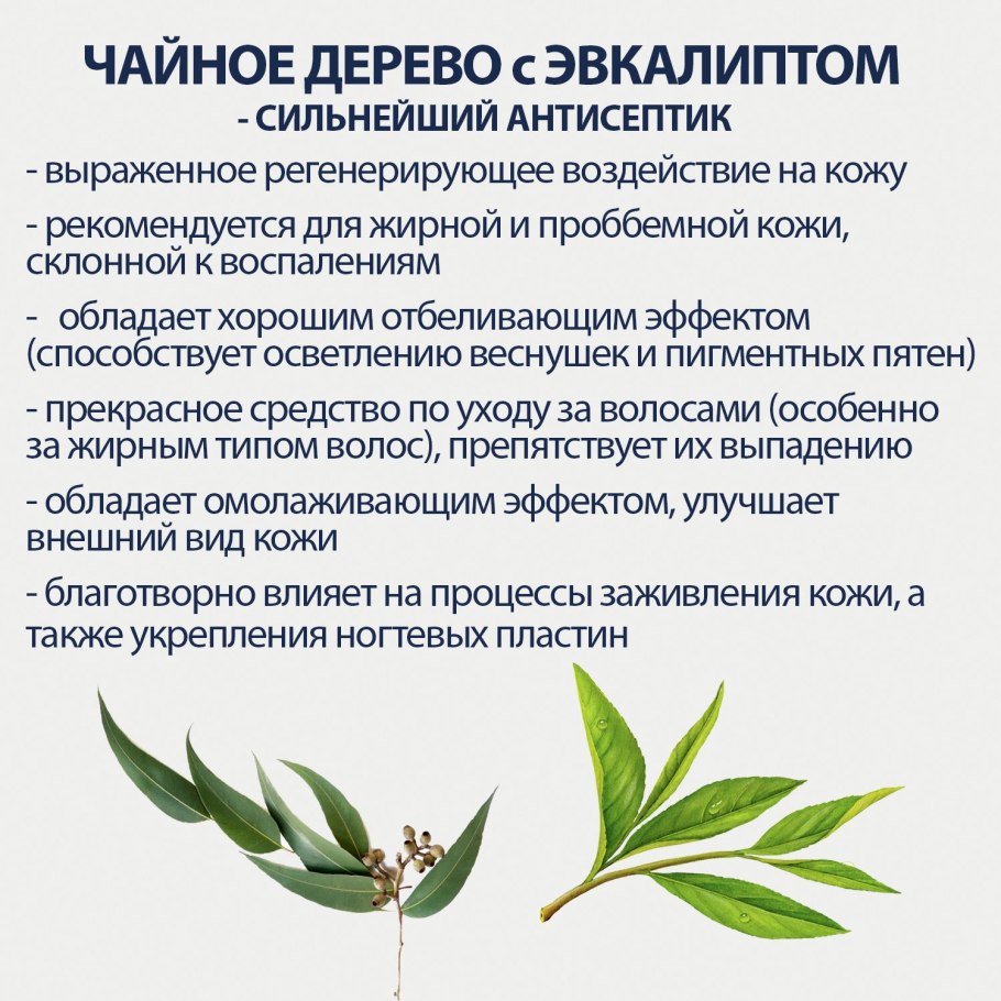 Эвкалипт Лучистый