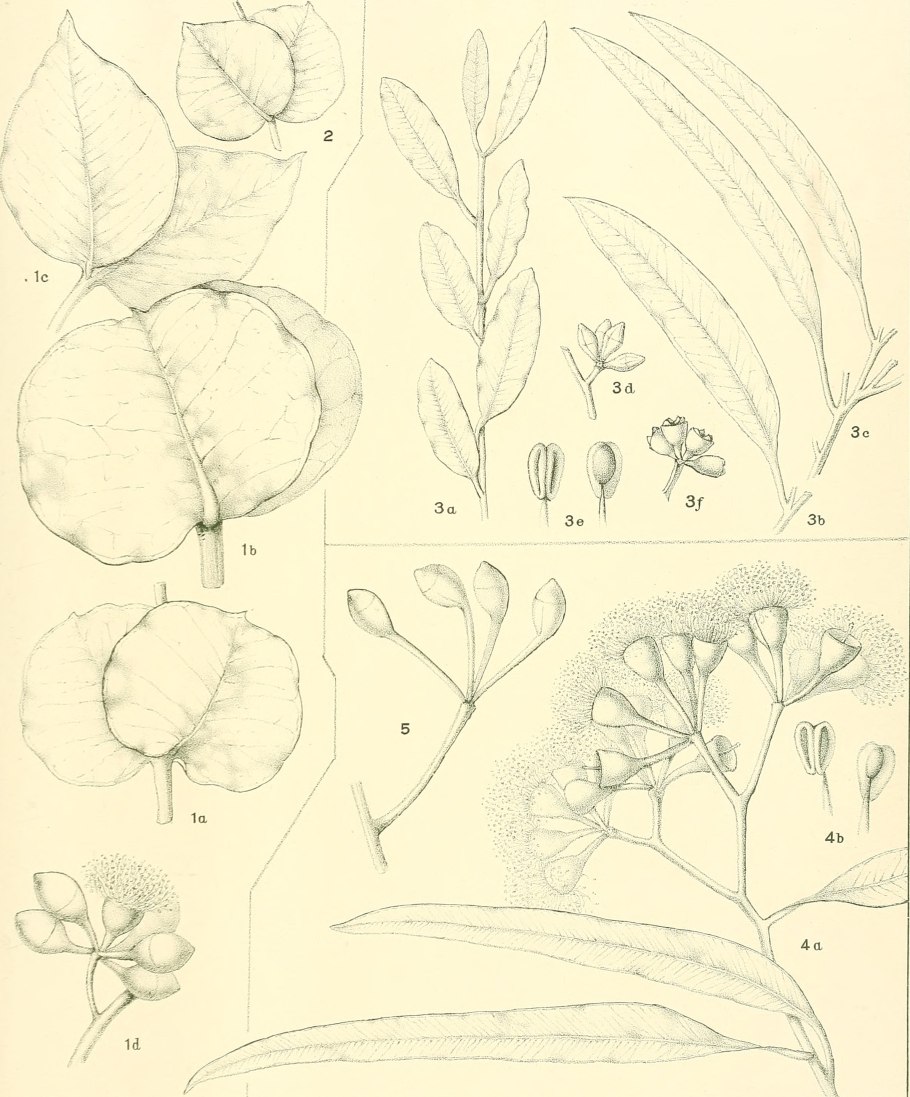 Эвкалипт без фона