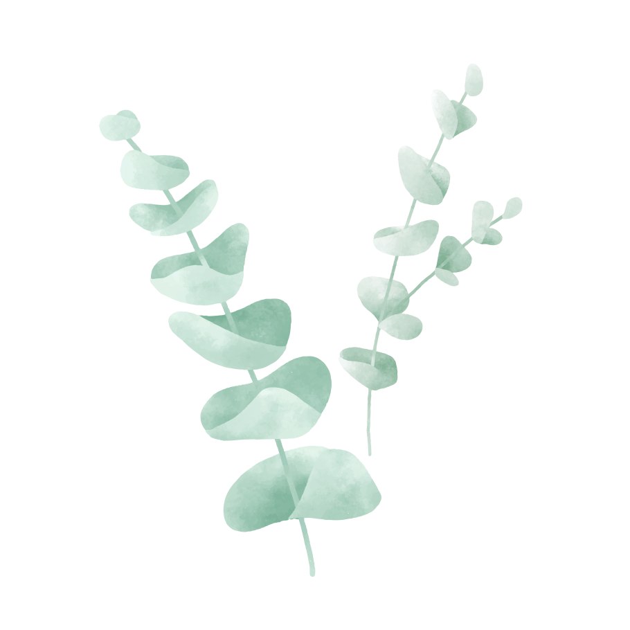 Eucalyptus cinerea Ботаническая иллюстрация