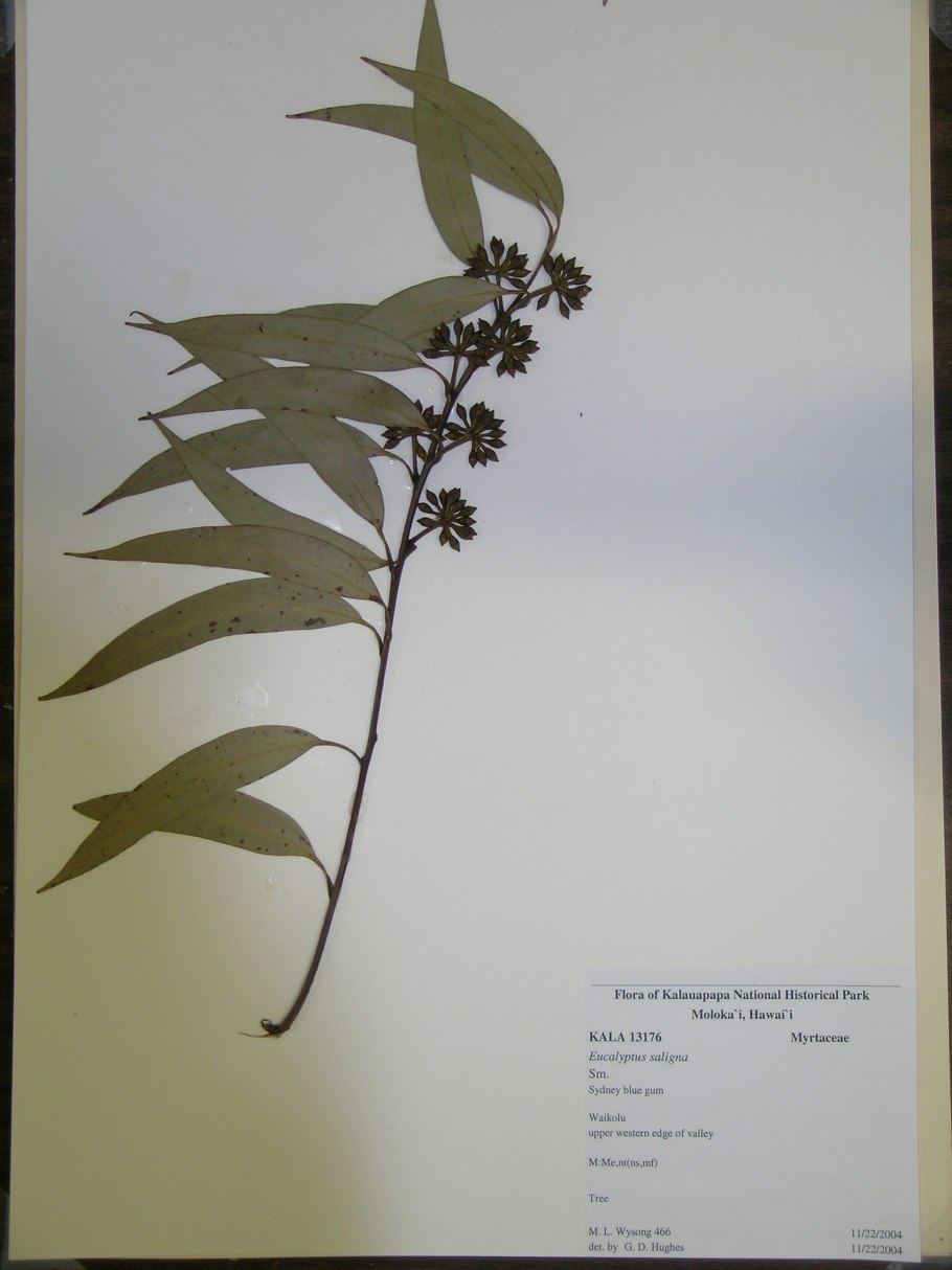 Eucalyptus viminalis гербарий