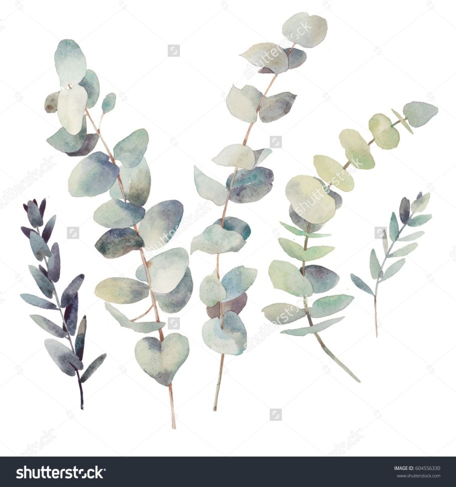 Акварельные ветки эвкалипта
