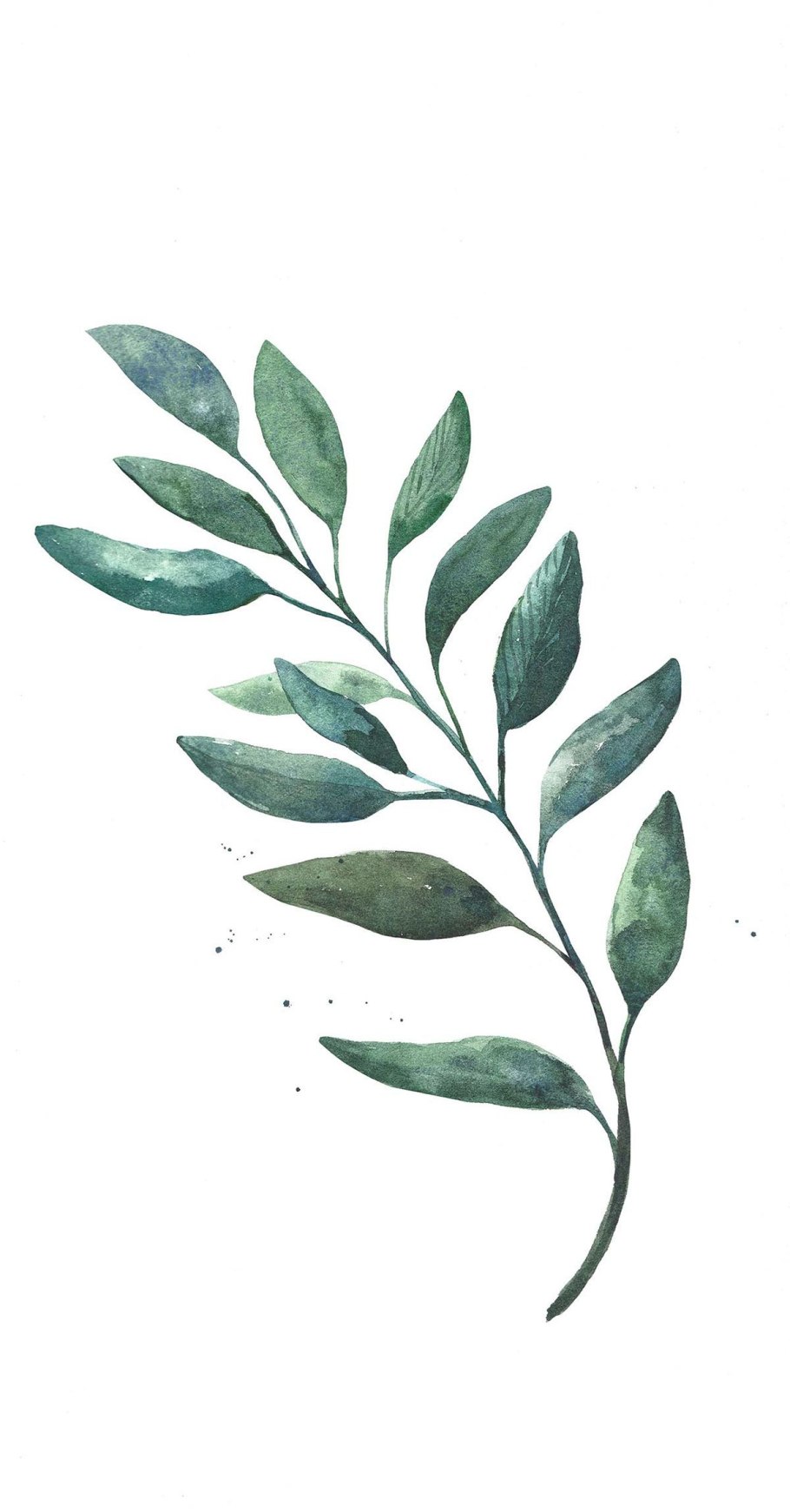 Веточка эвкалипта акварель