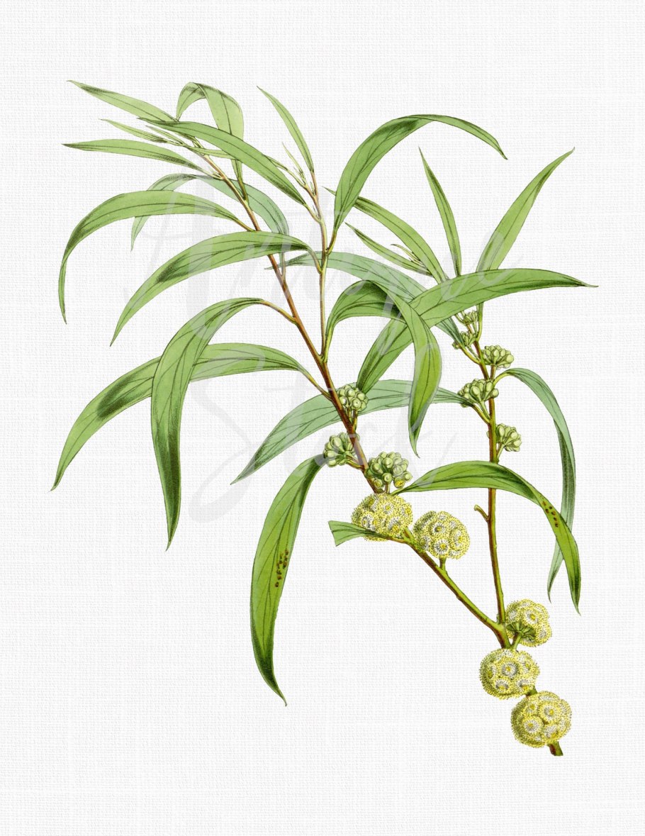 Листья эвкалипта Фармакогнозия