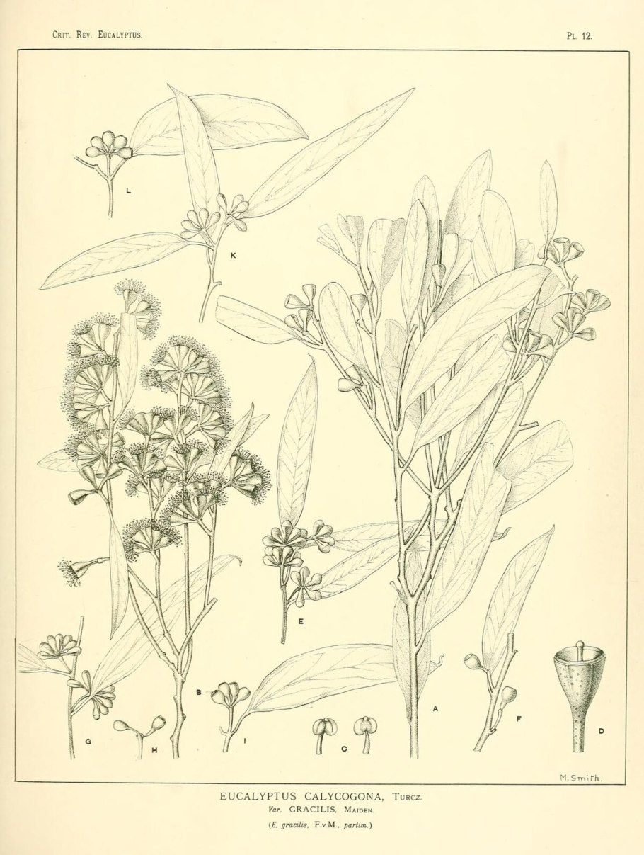 Эвкалипт Лучистый