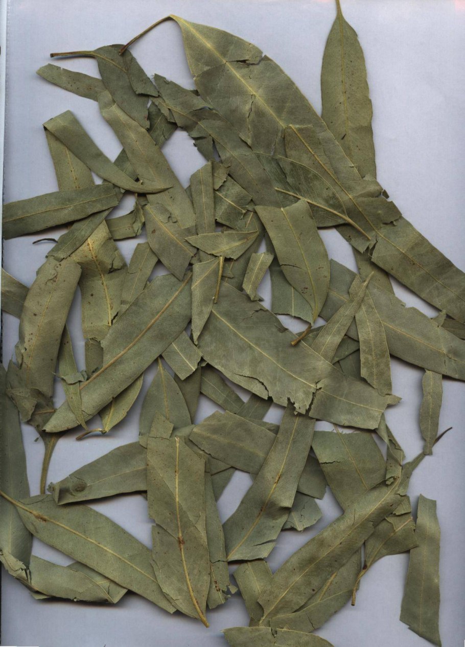 Эвкалипт круглолистный