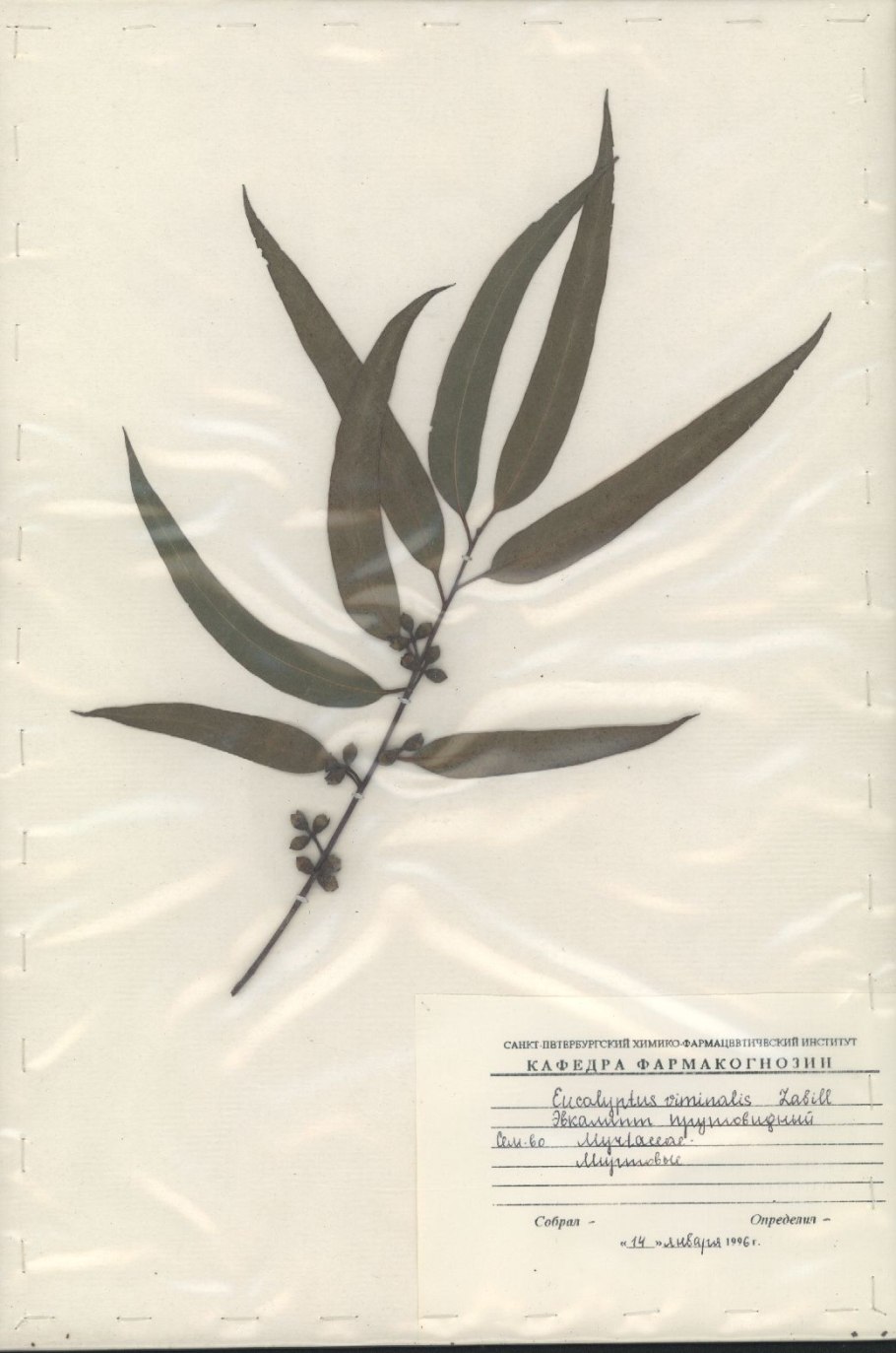 Эвкалипт прутовидный листья