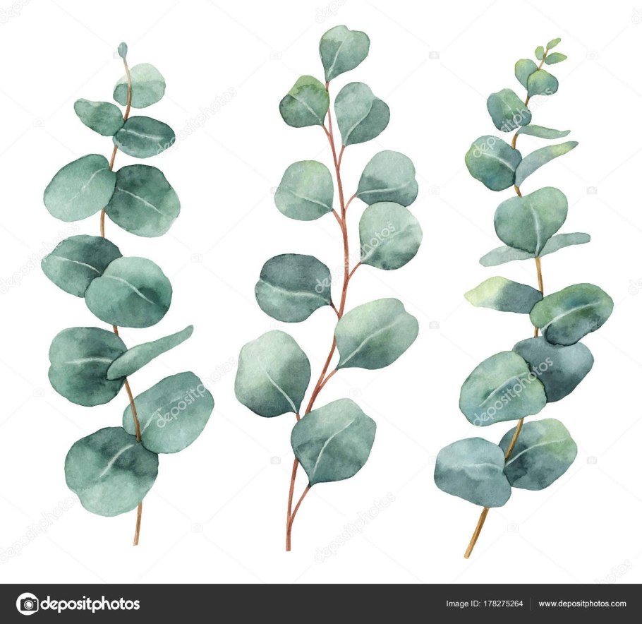 Листья эвкалипта - Folia Eucalypti