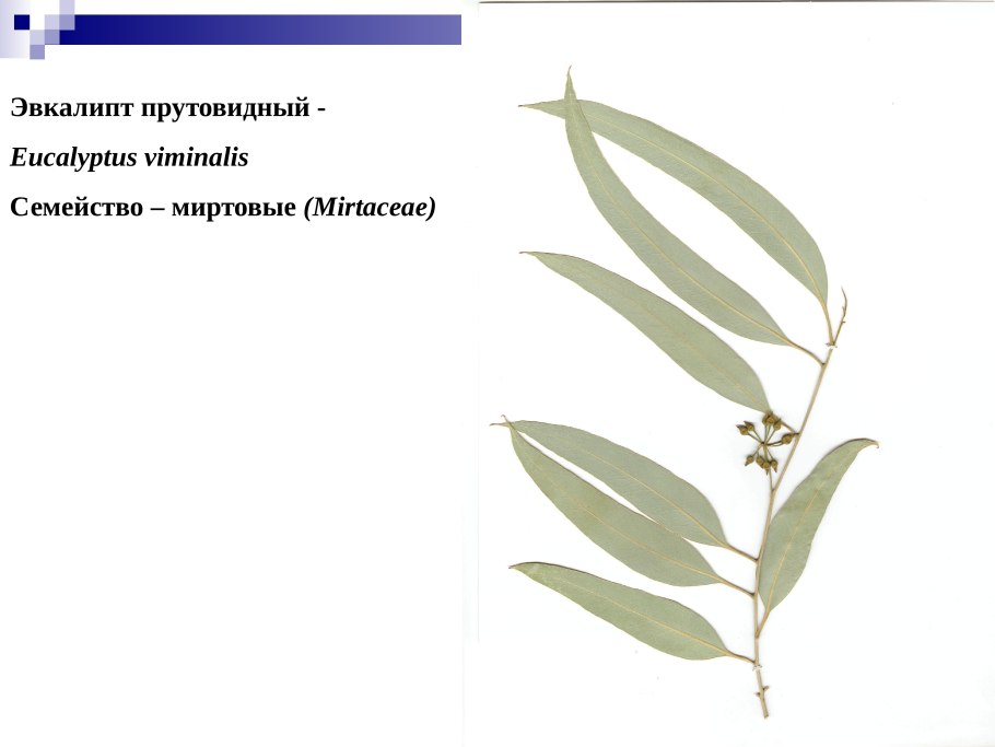 Эвкалипт прутовидный (Eucalyptus viminalis)