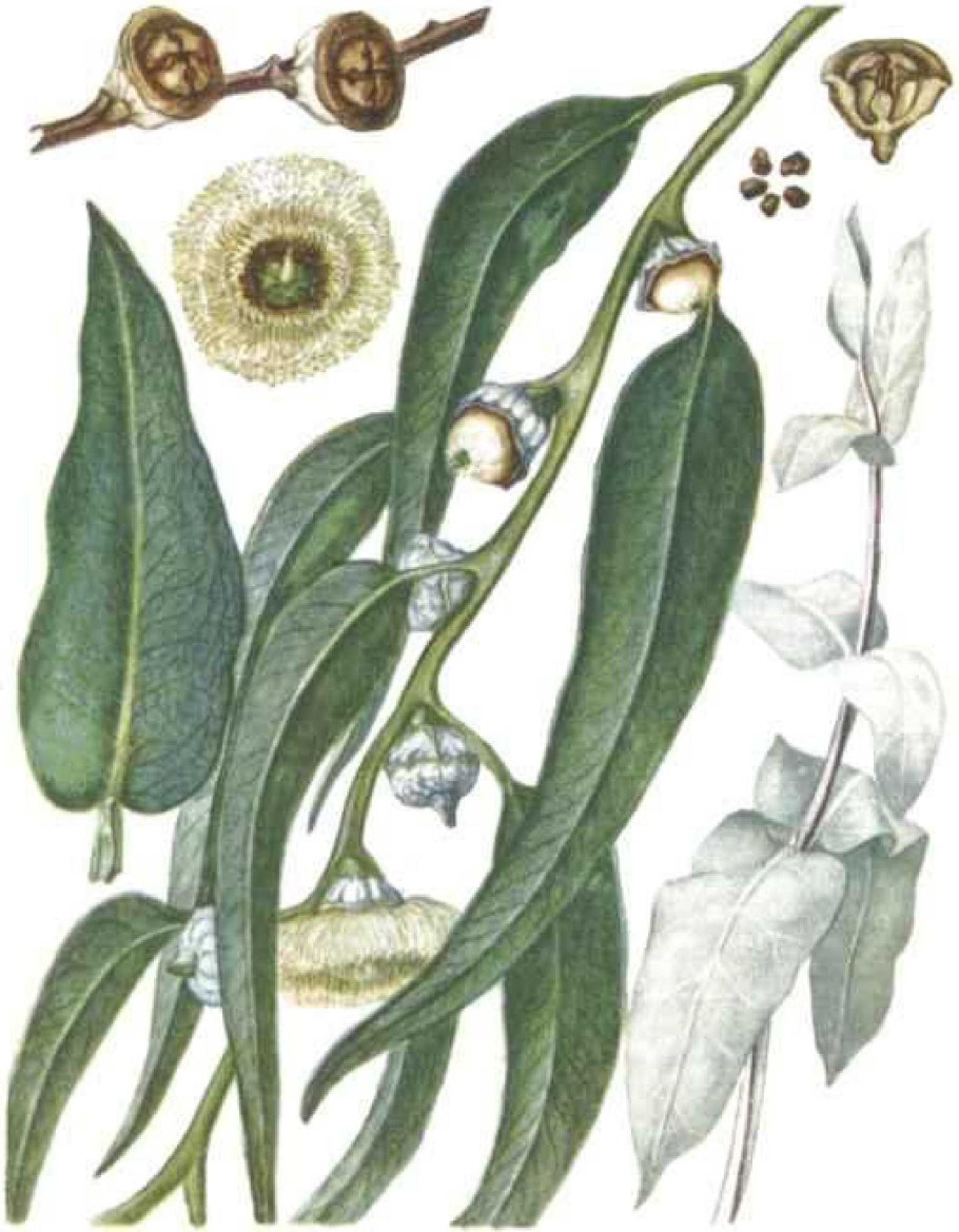 Эвкалипт прутовидный листья