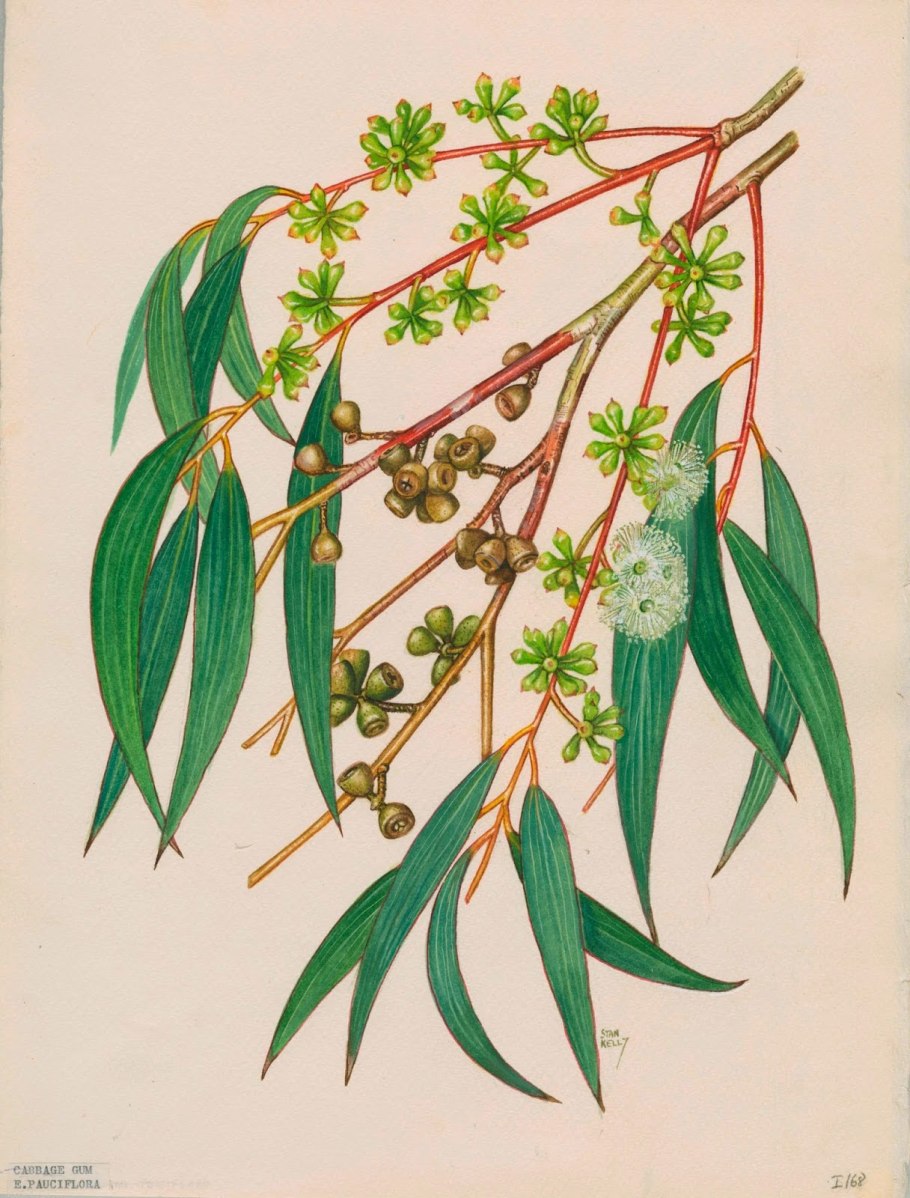 Эвкалипт прутовидный ботаника