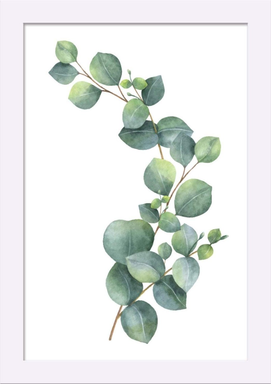 Эвкалипт референс