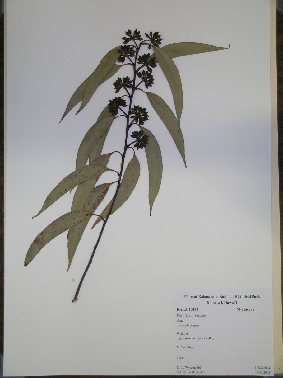 Эвкалипта прутовидного листья гербарий