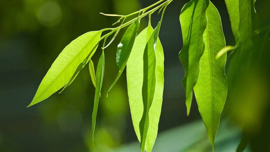 Листья эвкалипта акварель