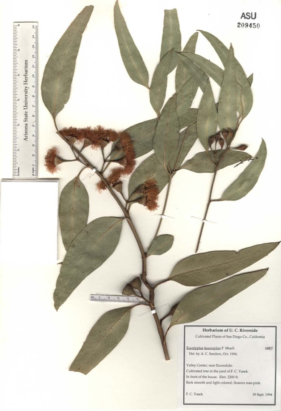 Эвкалипт calycogona