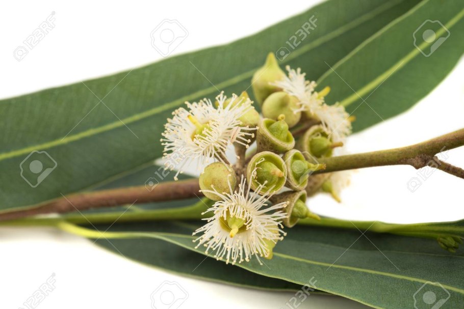 Эвкалипт "Exotica"