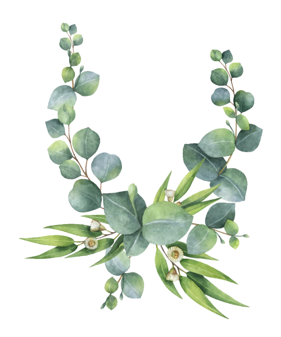 Эвкалипт гунни ветка